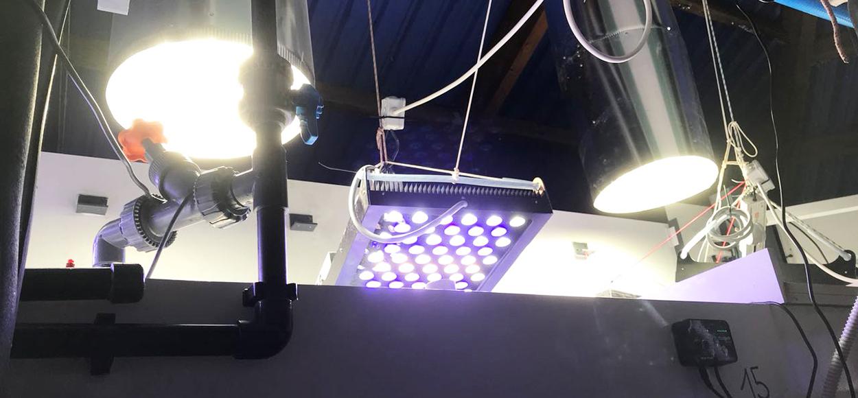 Référence Adexsi conduits de lumière naturelle Lightube sur aquarium du Gosier en Guadeloupe Dom-Tom