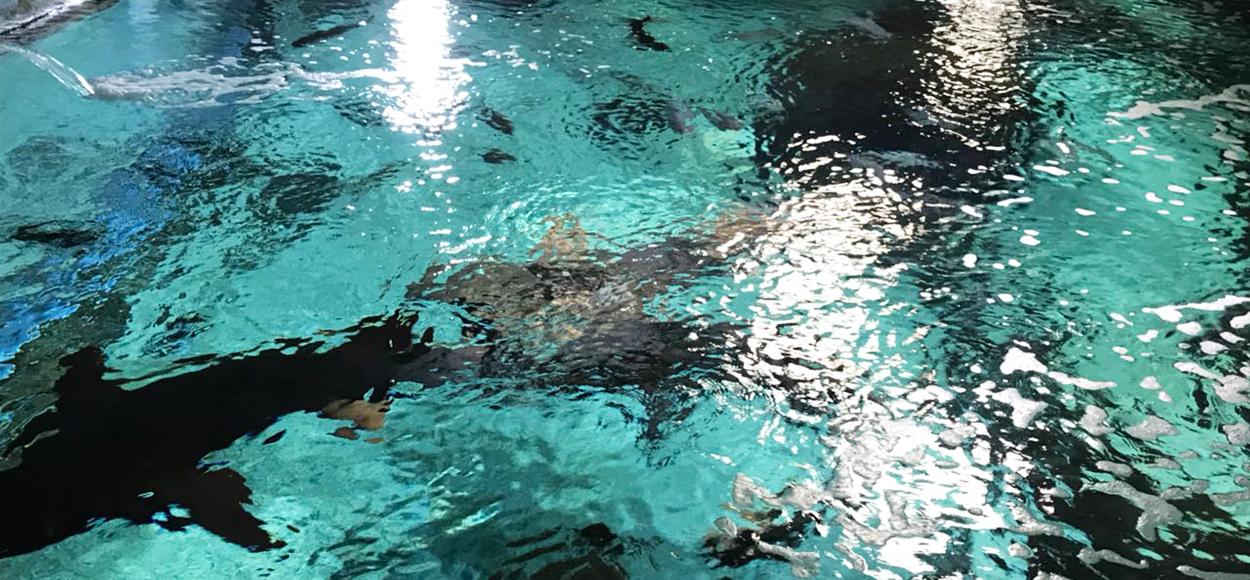 Référence Adexsi conduits de lumière naturelle Lightube sur aquarium du Gosier en Guadeloupe Dom-Tom